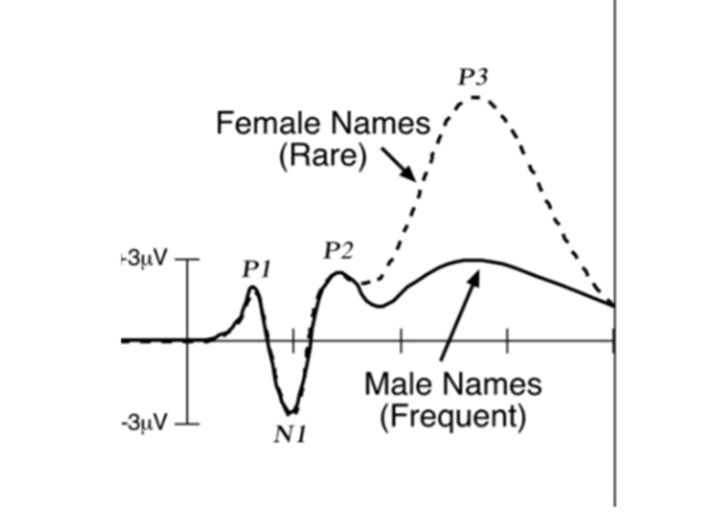 <p>extrastriate positive response to visual stimuli</p>