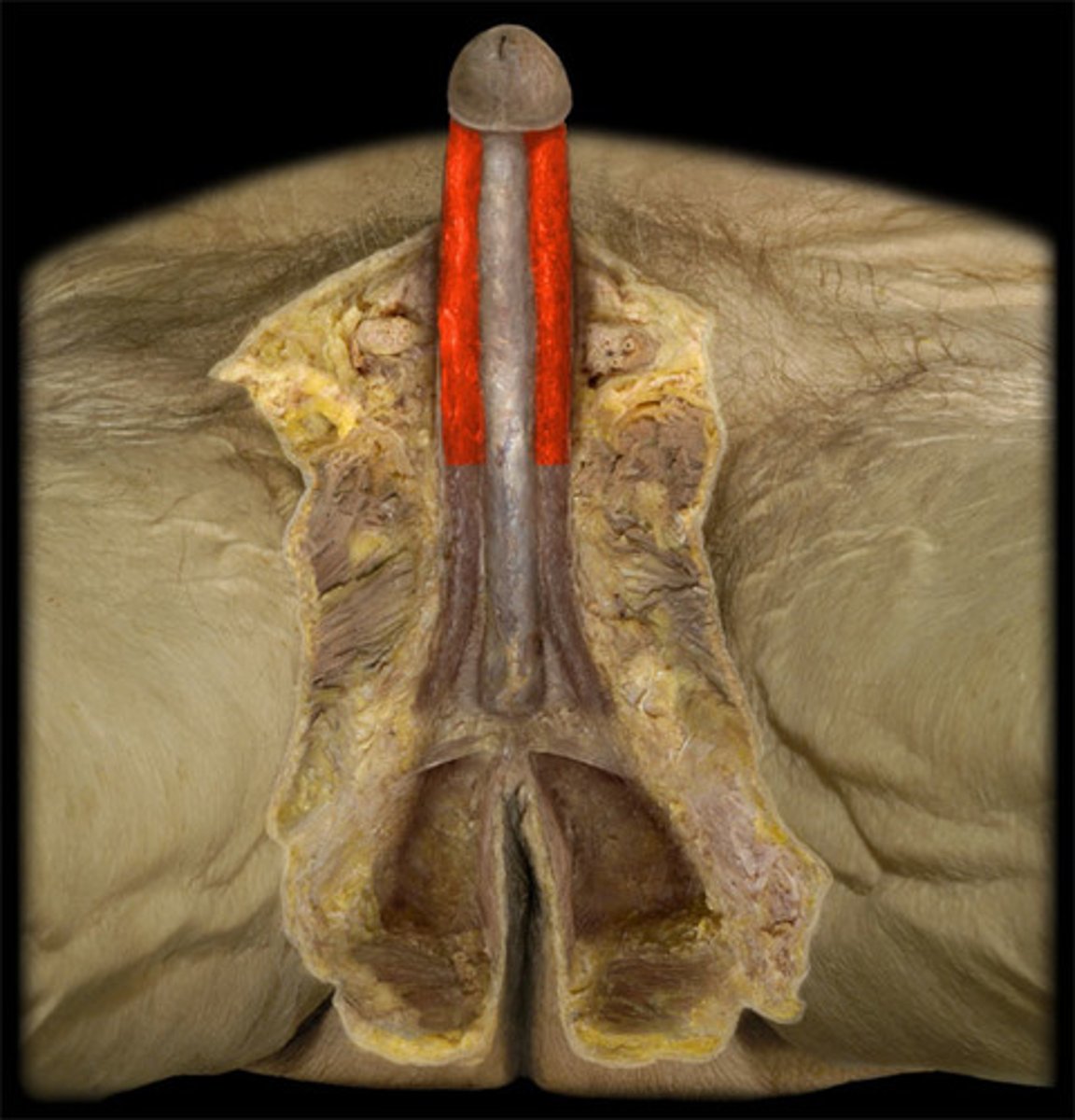 <p>Pair of spongy tissue regions full of blood during erection</p>