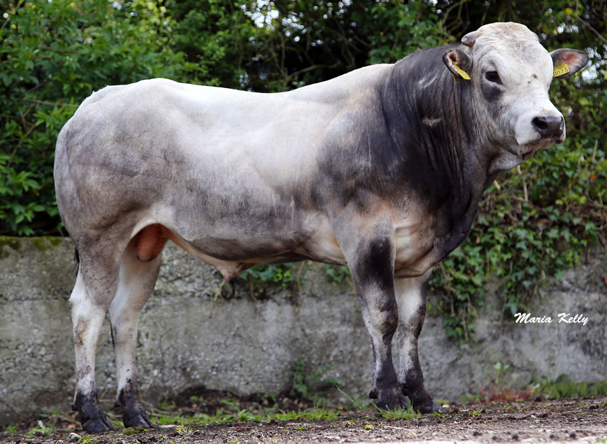 <ul><li><p>Originated in <strong>Italy</strong></p></li><li><p>White/gray with dark markings on neck, face, and legs</p></li><li><p><strong>Double-muscled</strong></p><ul><li><p>Similar to Belgian Blues</p></li></ul></li></ul><p></p>