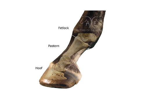 <p>Between fetlock and hoof</p>