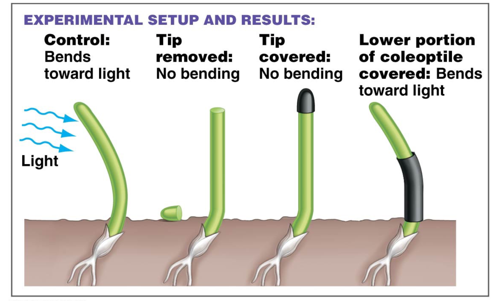 <p>light is sensed by coleoptile tips only</p>