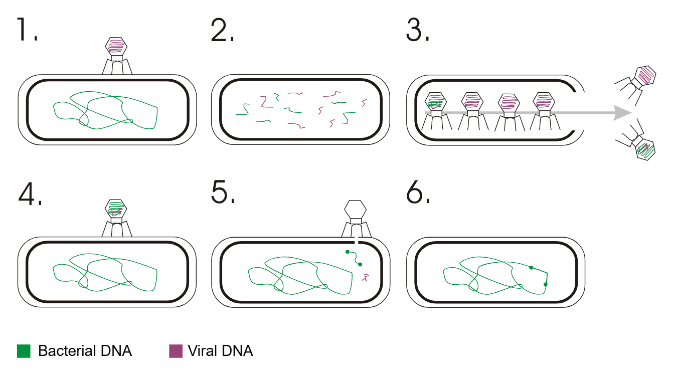 <p>Transfer of DNA between bacteria via bacteriophages.</p>