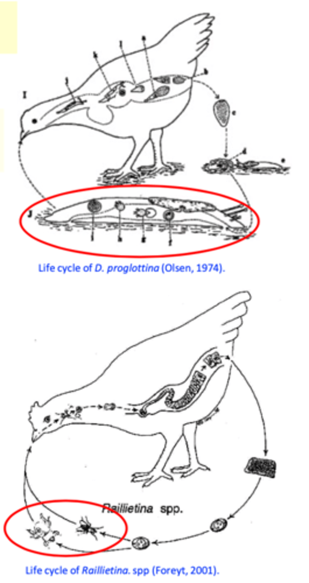 <p>• Various intermediate hosts (IH): houseflies, beetles, ants, snails, slugs etc;</p><p>• Gravid proglottids are passed in the faeces of birds -&gt; proglottids/eggs ingested by IH;</p><p>• Infection of the birds: ingestion of IH;</p><p>PPT: 2-3 weeks</p>
