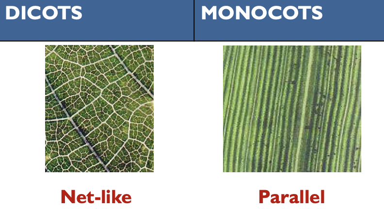 <p>Dicots: net-like</p><p>Monocots: parallel</p>