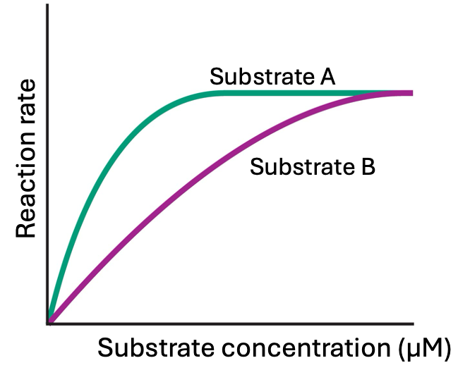 <p><span>Below is an image shown from the lab lecture:</span></p><img src="https://knowt-user-attachments.s3.amazonaws.com/7a8ec6e7-91d9-4fe8-a728-71a3fc7bb72e.png" data-width="100%" data-align="center" alt="knowt flashcard image"><p></p><p>Which of the following substrates has the highest EC<sub>50</sub>?</p><p>&nbsp;</p><p>Substrate A</p><p>&nbsp;</p><p>Substrate B</p><p>&nbsp;</p><p>Unable to determine from this graph</p><p>&nbsp;</p><p>Neither; both have the same EC50</p>