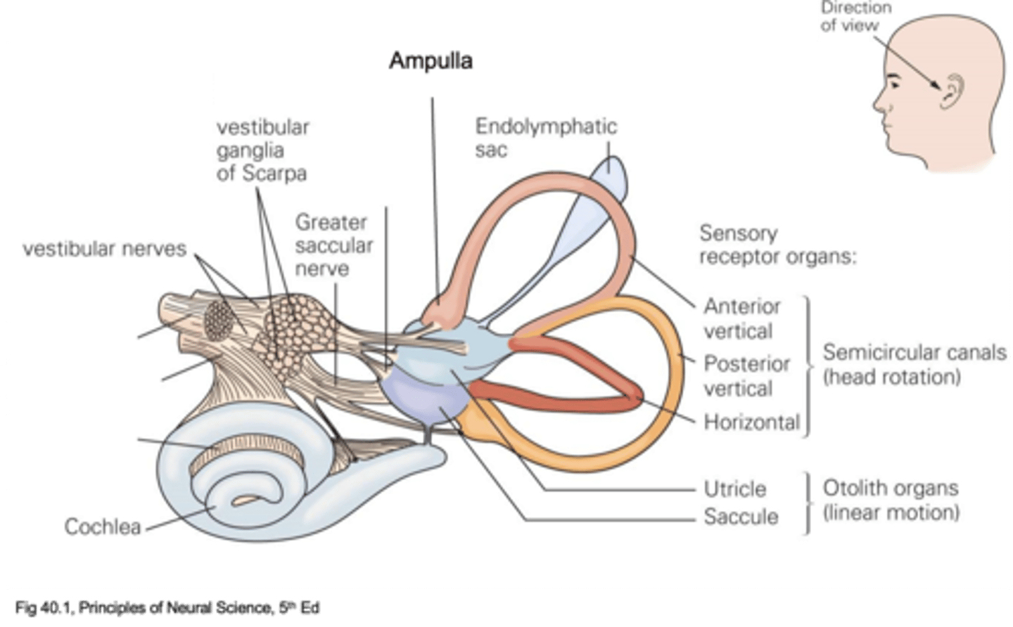 <p>What does the saccule detect?</p>