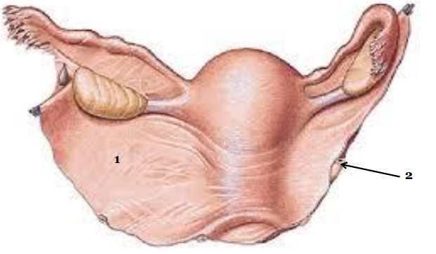 <p>więzadła macicy</p>