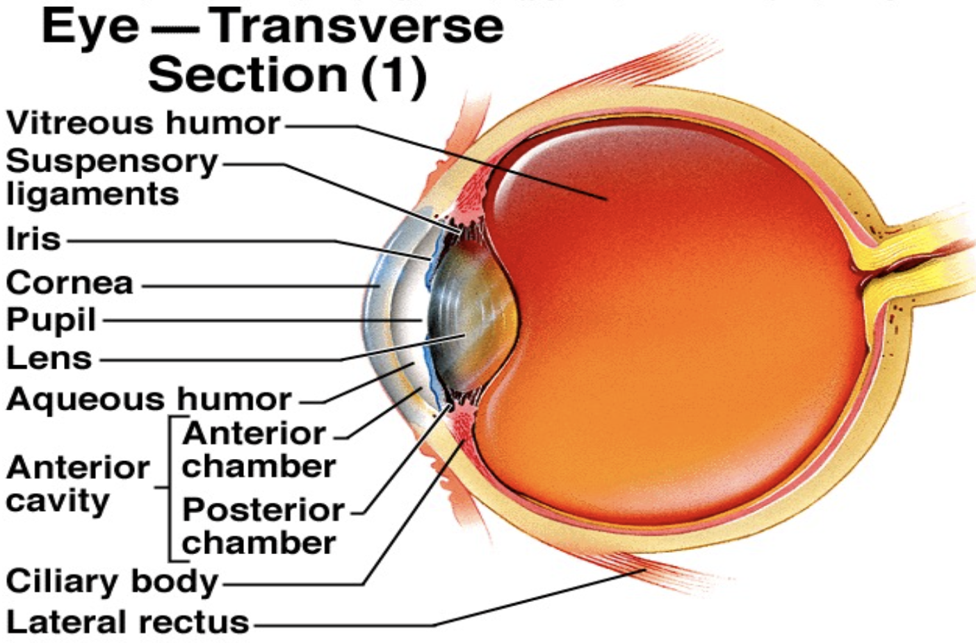 <p>What does the inner mesenchymal layer of the anterior eye become?</p>