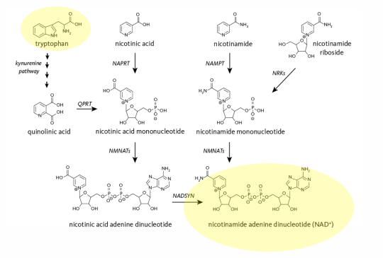 <p>Niacin (Vitamin B3) Sources: Synthesis from Tryptophan</p>