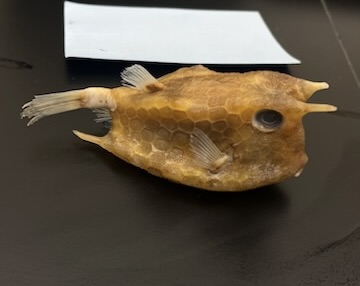 <p>Boxfishes</p>