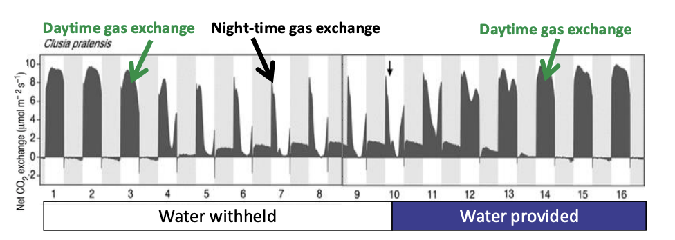 <ol><li><p>Water withheld</p></li><li><p>Switched to gas exchange at night→ CAM</p></li><li><p>Switch back to the day when water provided</p></li></ol><p></p>