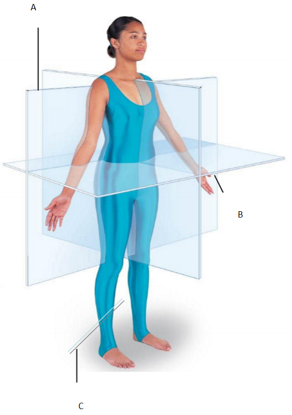 <p>Is A, B, or C the transverse plane? What is another name for the transverse plane? What does the transverse plane divide the body into?</p>