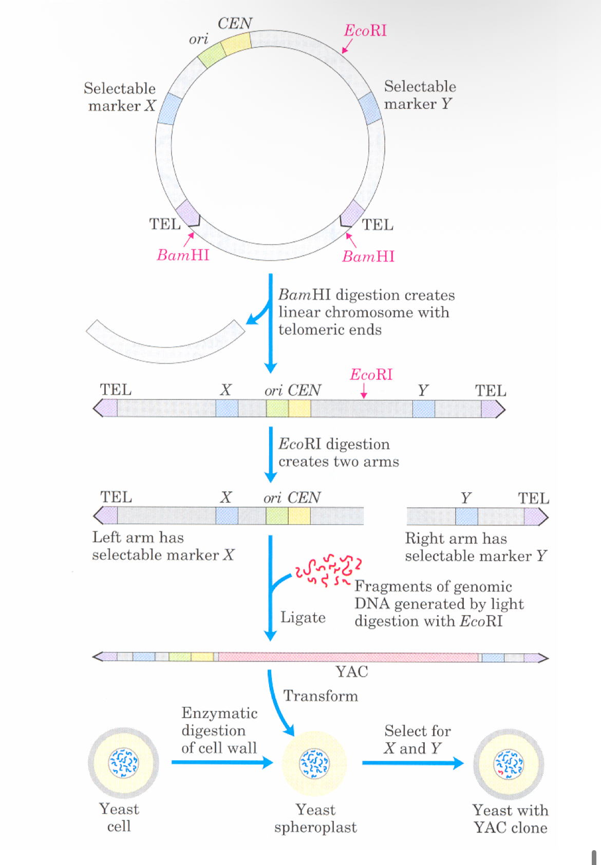 <p>YAC (Yeast Artificial Chromosomes)</p>