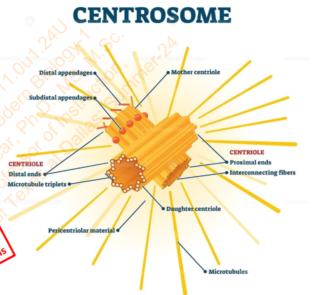 <p>Centrosome</p>