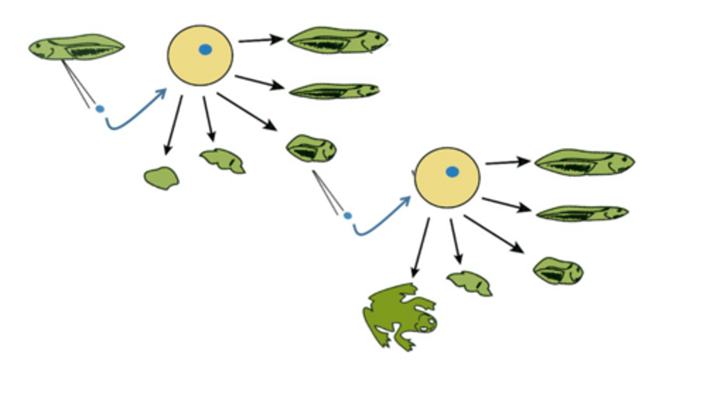 <p>It recognised the discovery that mature cells- zygote can be reprogrammed to become pluripotent</p><p>Some proteins can open different areas that are compact (heterochromatin) to make it differentiate and found OCT4,KLF4,SOX2,MYC are able to differentiate cells </p>
