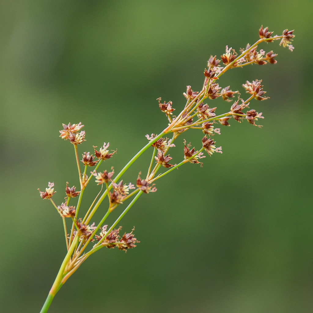 <p>Veldrus, Juncus acutiflorus</p>