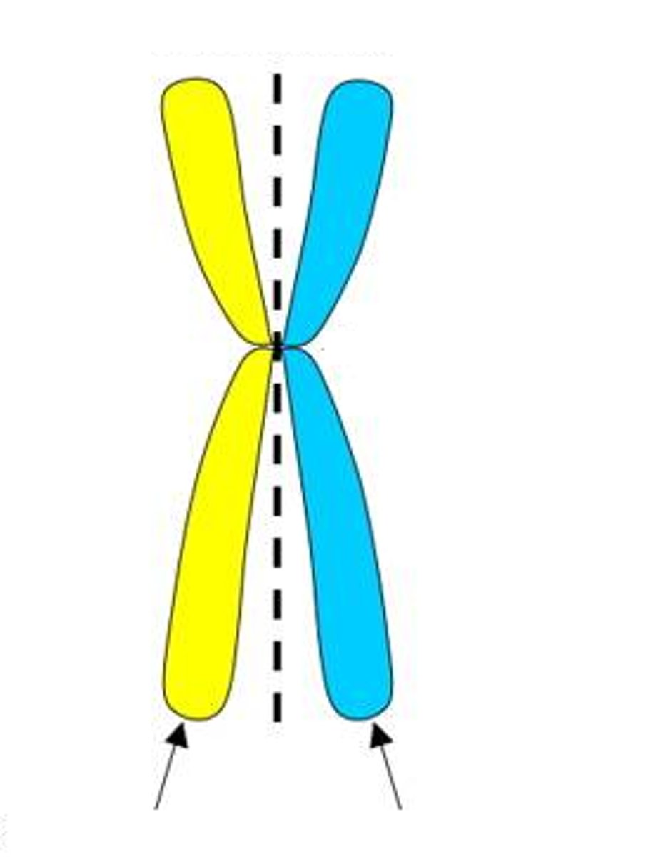 <p>Replicated forms of a chromosome joined together by the centromere and eventually separated during mitosis or meiosis II.</p>