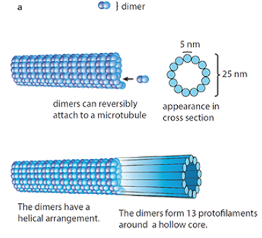 <p>long, rigid, hollow tubes that make up the cytoskeleton </p><p>α- and β- tubulin combine to form dimers which are joined to make protofilaments. Thirteen protofilaments lines up to form microtubules </p><p>forms an intracellular transport system </p><p>forms a spindle during nuclear division </p><p>part of the structure of centrioles</p>