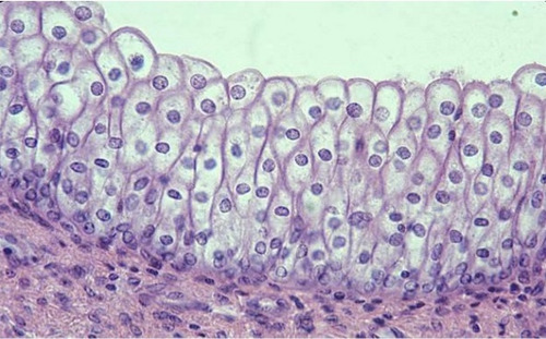 <p>Location: Urinary Bladder </p><p>Function: Stretches </p>
