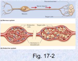 <p>neurotransmitters and hormones</p>
