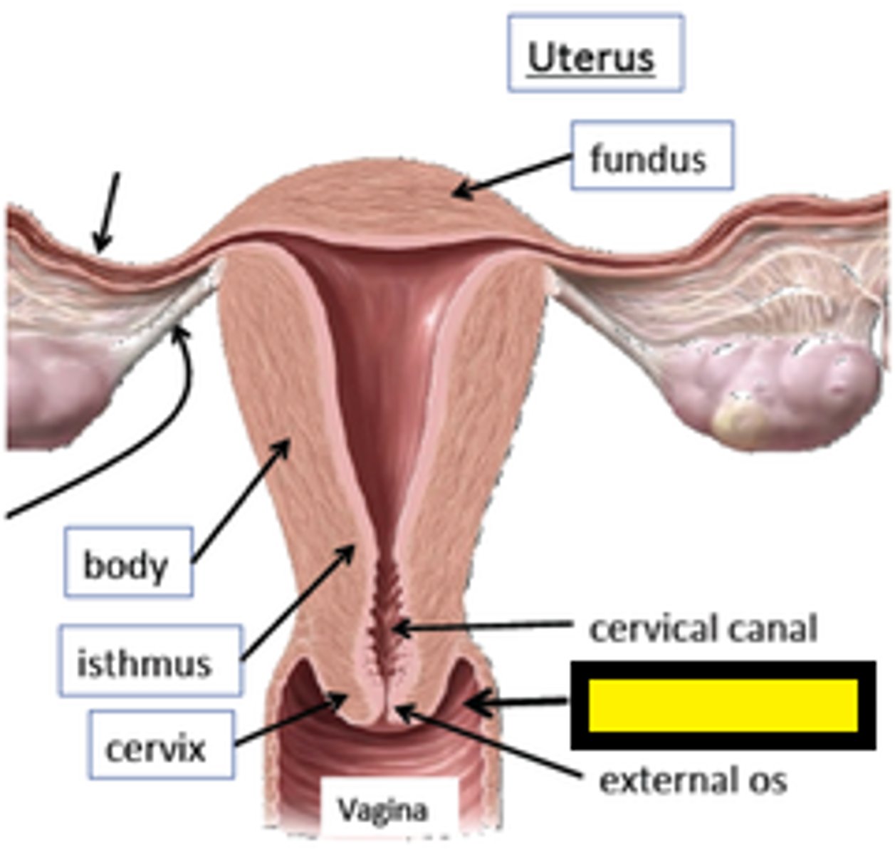 knowt flashcard image