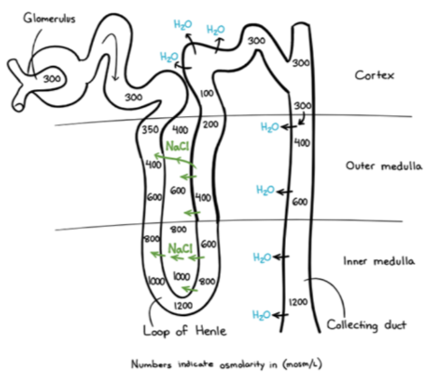 * The three regions of the kidney tissue (cortex, inner and outer medulla) enable movement of substance in and out of the nephron due to the differences in concentrations in the surrounding tissue. 
* This establishes a salt gradient across the medulla which is needed to concentrate the filtrate 
* Water will follow the salt and is transported away by the capillaries which maintains the gradient 