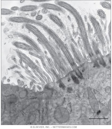 <p>cilia</p>