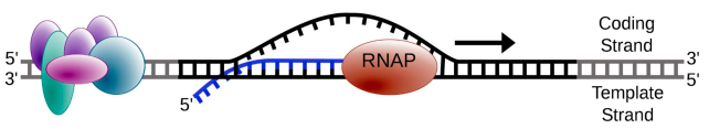 <ol><li><p>initiated when RNA pol binds to DNA upstream (5’) of the gene at the promoter region</p></li><li><p>DNA double helix unwinds &amp; RNA pol reads the template strand </p></li><li><p>nucleotides are added to the 3’ end of the growing chain.</p></li><li><p>transcription continues until a terminator sequence </p></li></ol>