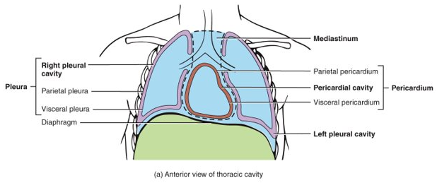<p>the visceral layer (adheres to the viscera within the cavities) and the parietal layer (lines the walls of the cavities) also contains serous fluid between the two to reduce friction</p>