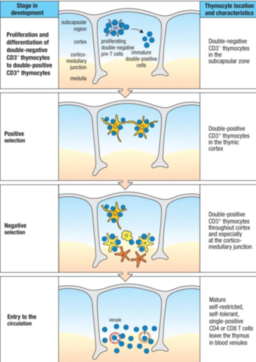 <p>Where positive and negative selection occur, where t cells develop, primary lymphoid organ, only involved in the development, contains thymocytes, macrophages, dendritic cells, and thymic stroma, degrades after puberty and replaced with fat tissue</p>