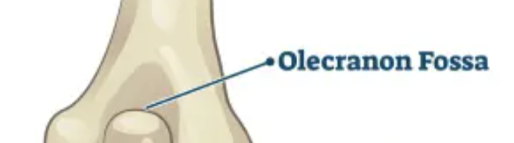 <p>Depression, often receives an articulating bone</p>