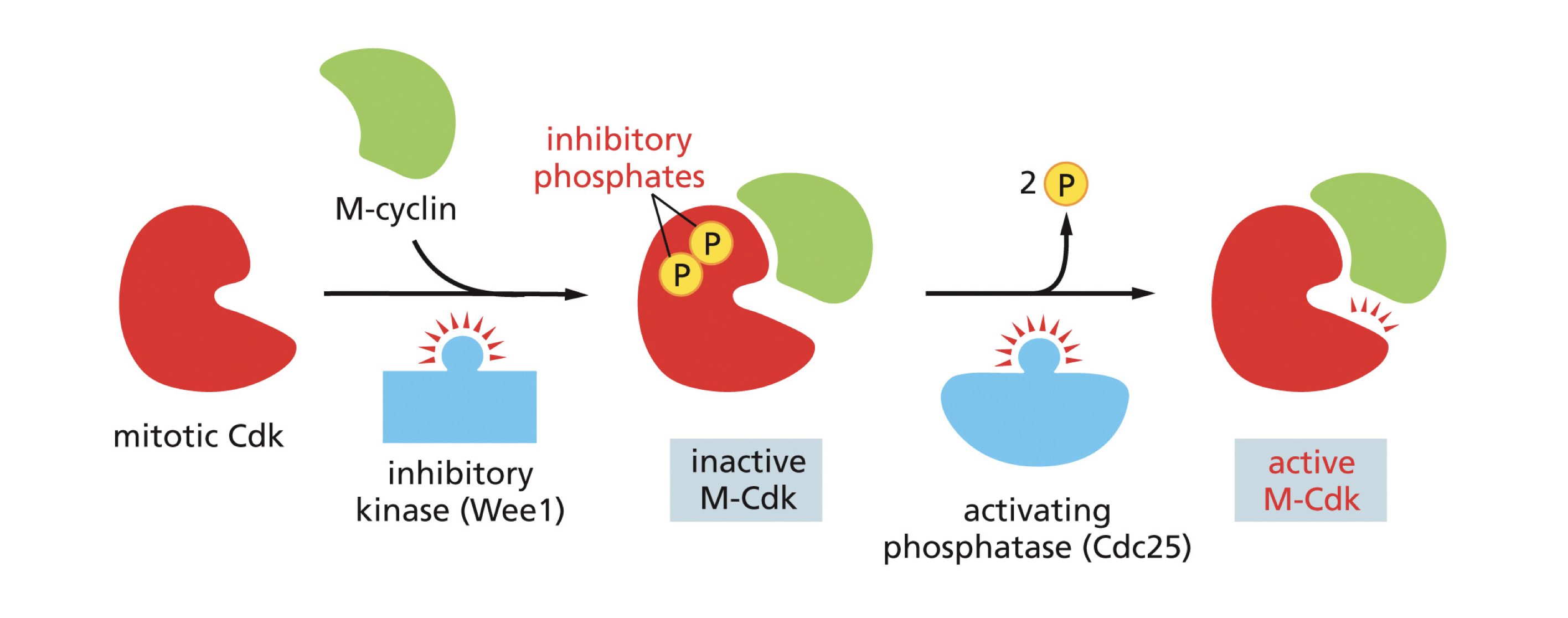 <p>Cyclin CDK complexes contain inhibitory phosphates that are bestowed to them by an inhibitory kinase named Wee 1 and in order for them to become active a phosphatase named (cdc 25) must remove these inhibitory kinases </p>
