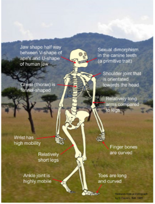 <ul><li><p>‘Lucy’</p></li><li><p>4.0-2.7 mya</p></li><li><p>Bipedal, walked erect, but also arboreal</p></li><li><p>Human-like hands and teeth</p></li><li><p>Brain capacity of about 375-550 cc</p></li><li><p>Apelike face with a sloping forehead, a distinct ridge over the eyes, flat nose and a chinless lower jaw</p></li><li><p>Between 1.0m and 1.5m tall (sexual dimorphism)</p></li></ul>