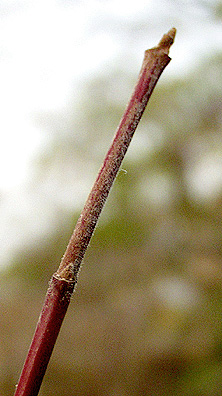 <p>Common name: Silky dogwood</p><p></p><p>Genus: Cornus</p><p></p><p>Species: amomum</p><p></p><p>Family: Cornaceae</p>