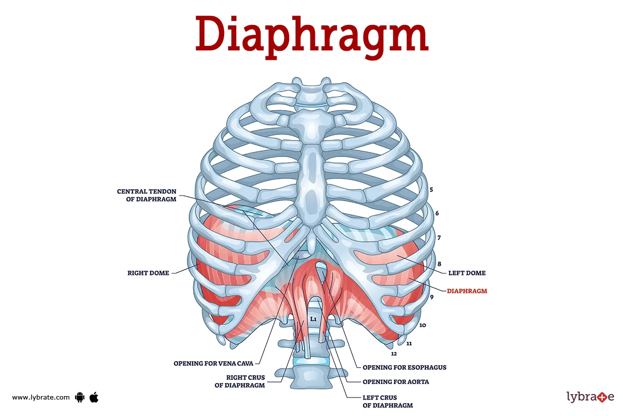 <p>Diaphragm</p>