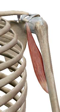 <p>Coraco-brachial</p>