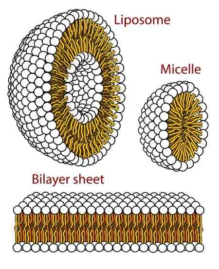 <p>Hydrophobic</p>