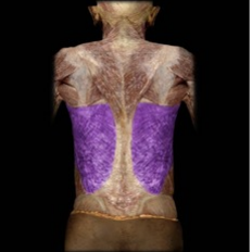 <p>Agonist of arm extension, adduction, and medial rotation.</p>