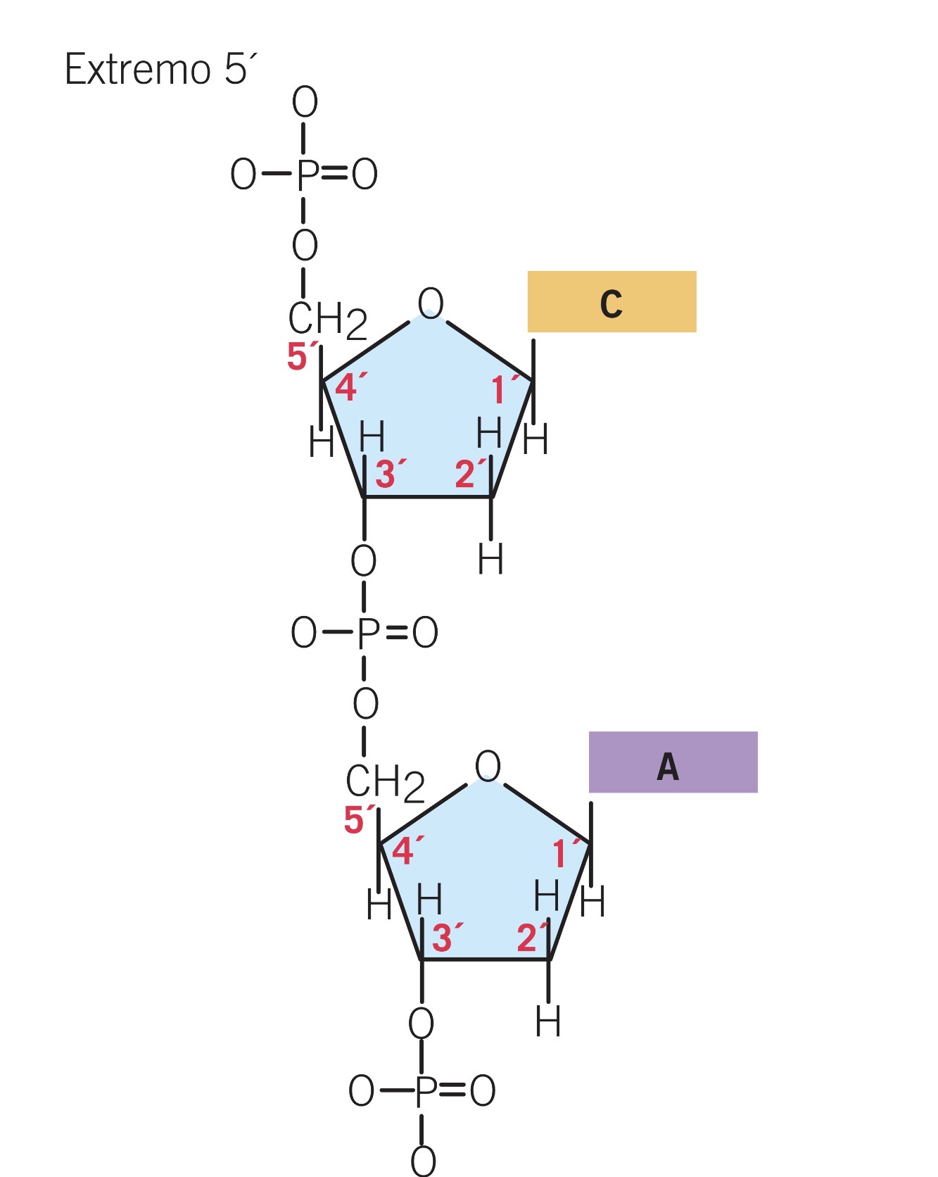 <p>Tipo de enlace y en que carbono se forma entre una pentosa y su base nitogenada:</p>