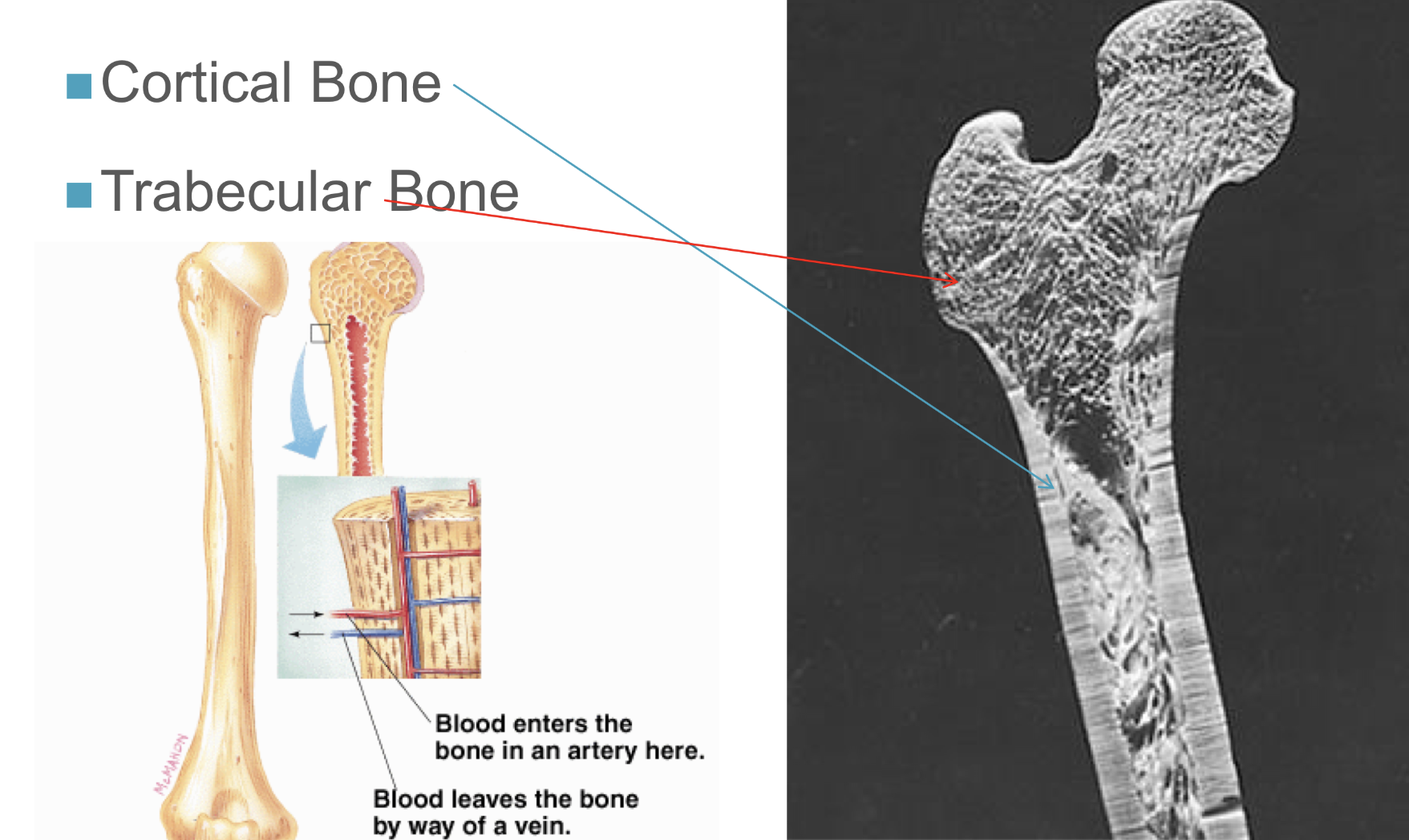 <p><strong><u>TYPES:</u></strong></p><p>cortical </p><ul><li><p>80% of mineral structure, dense outer layer</p></li><li><p>gives up calcium to blood</p></li></ul><p></p><p>trabecular</p><ul><li><p>20% mineral of mineral structure</p></li><li><p>lacy bubbly structure</p></li><li><p>impacted by day-to-day intake and need for calcium</p></li></ul><p></p>