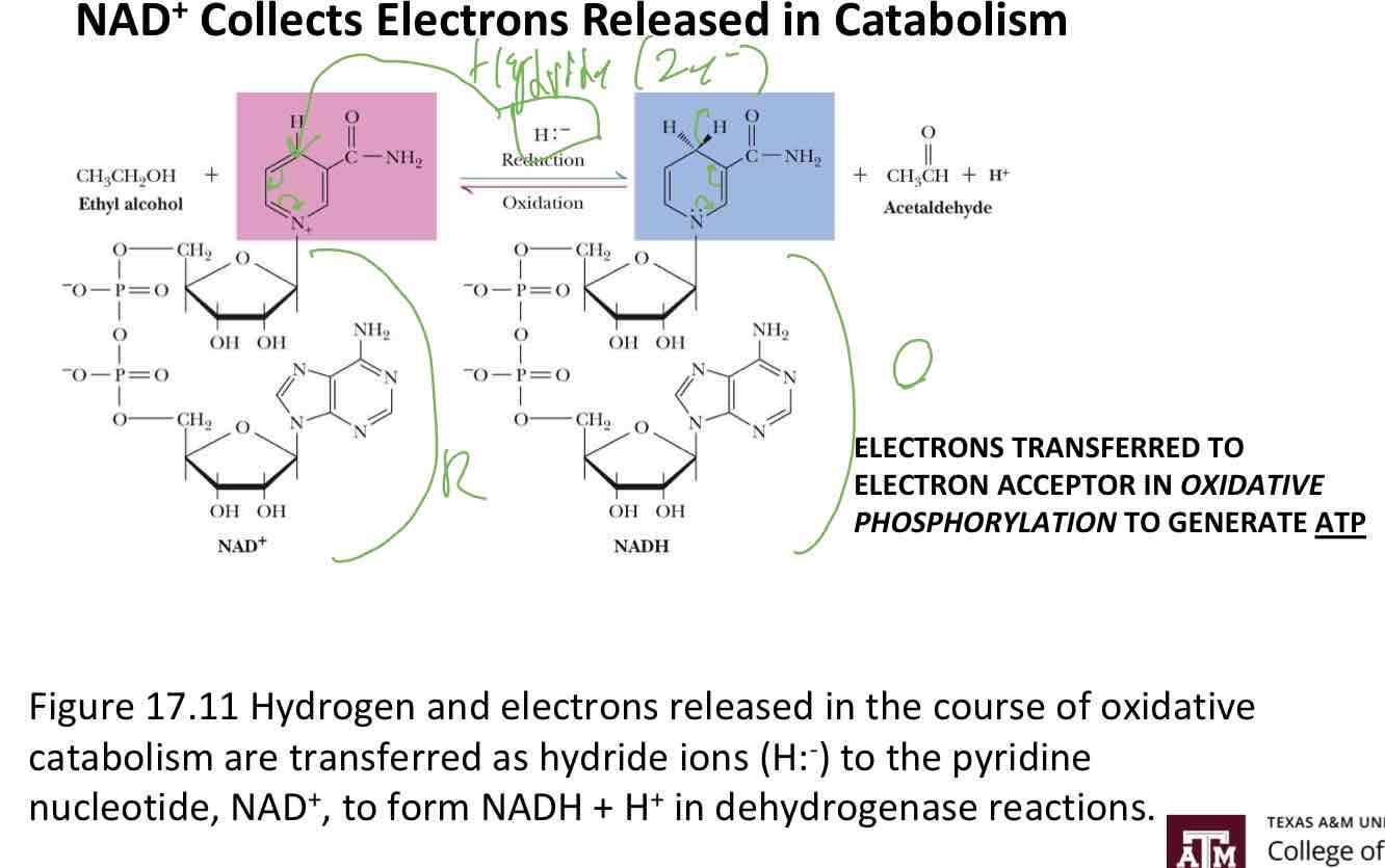 <p>NAD+ Collects Electrons Released in Catabolism</p>