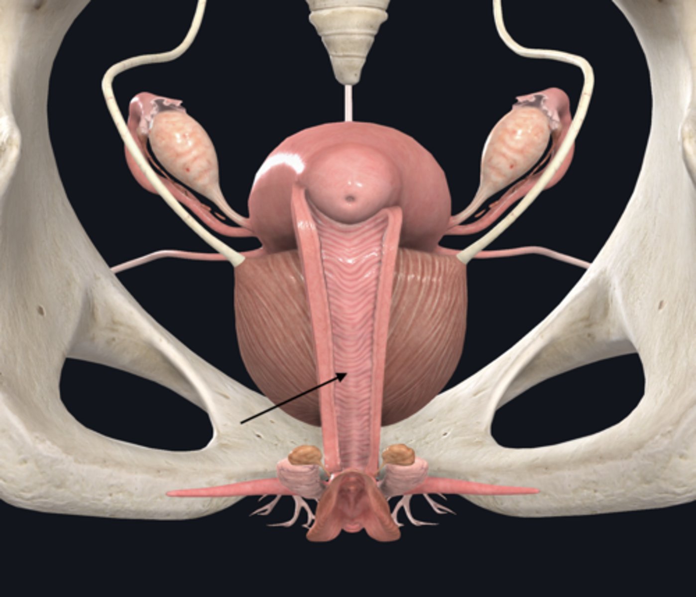 <p>posterior view</p>