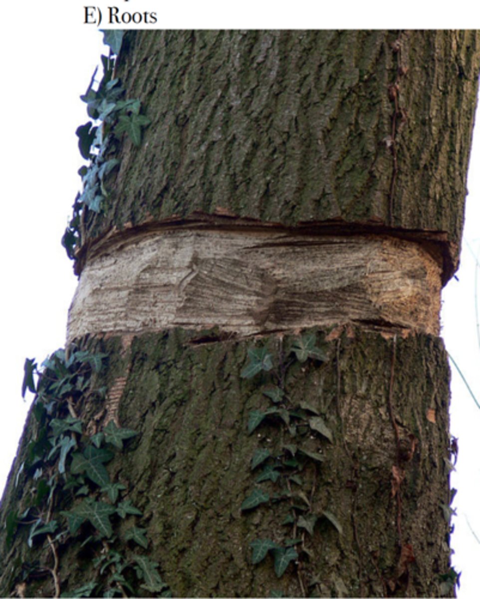 <p>Malpighi peeled a ring of bark and phloem from a tree. Shortly after, a swelling appeared immediately above the ring, and the tree died a few weeks later. Swelling shows that the sugar molecules are trapped in the upper part of the tree - so tree girdling makes fruit have extra sugar.</p>