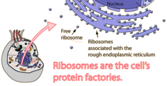 eukaryotic & prokaryotic
animal & plant cells
makes protiens