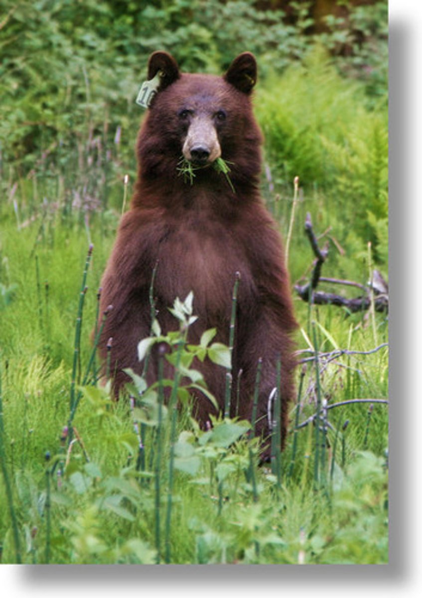 <p>Consumers that obtain energy by eating both plants and animals. Examples include humans, bears, and owls.</p>
