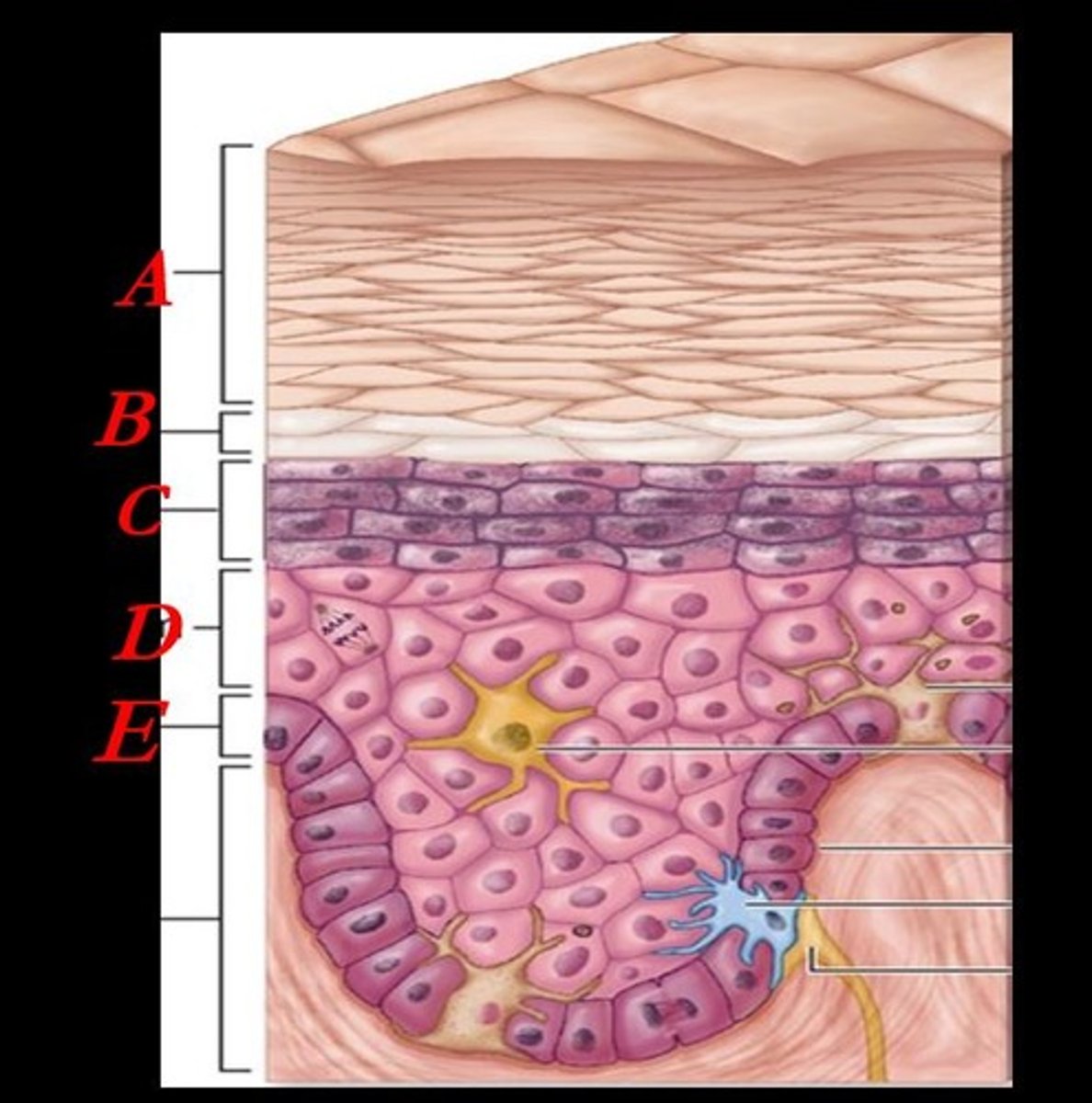 <p>What is the name of the layer indicated by A on the diagram?</p>
