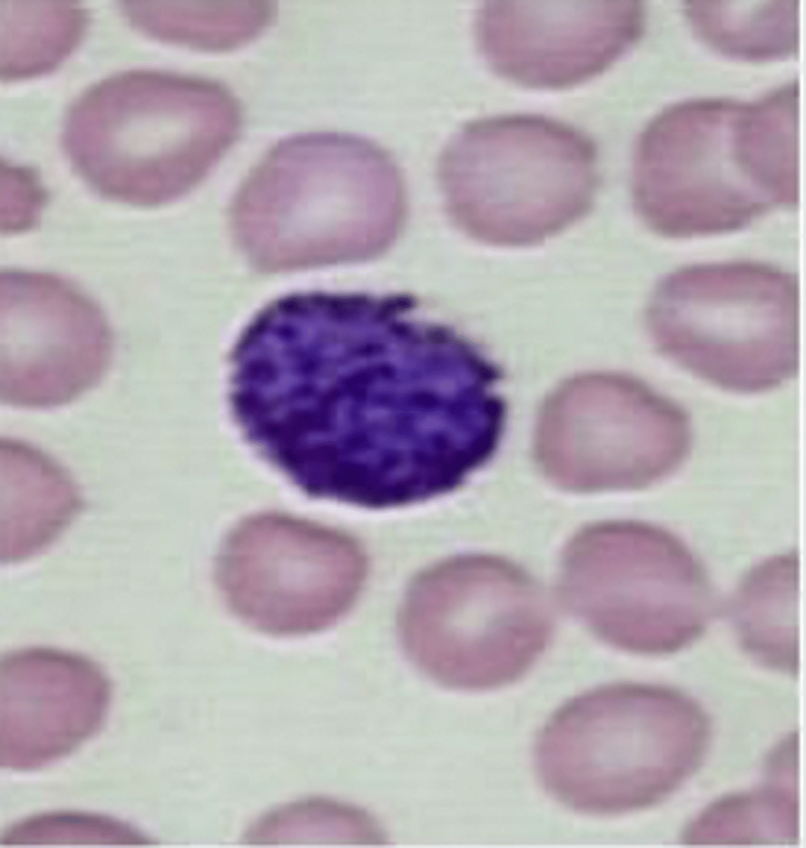 <p>What image is being depicted here?</p>