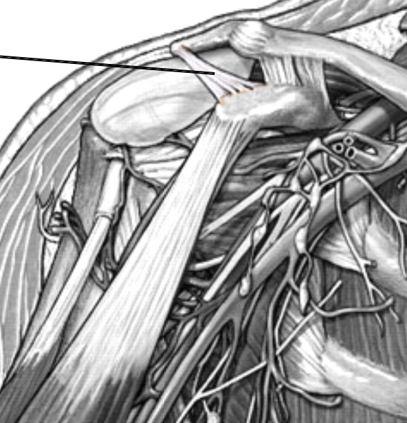 <p>Which ligament of the shoulder that connects between coracoid process and acromion?</p>