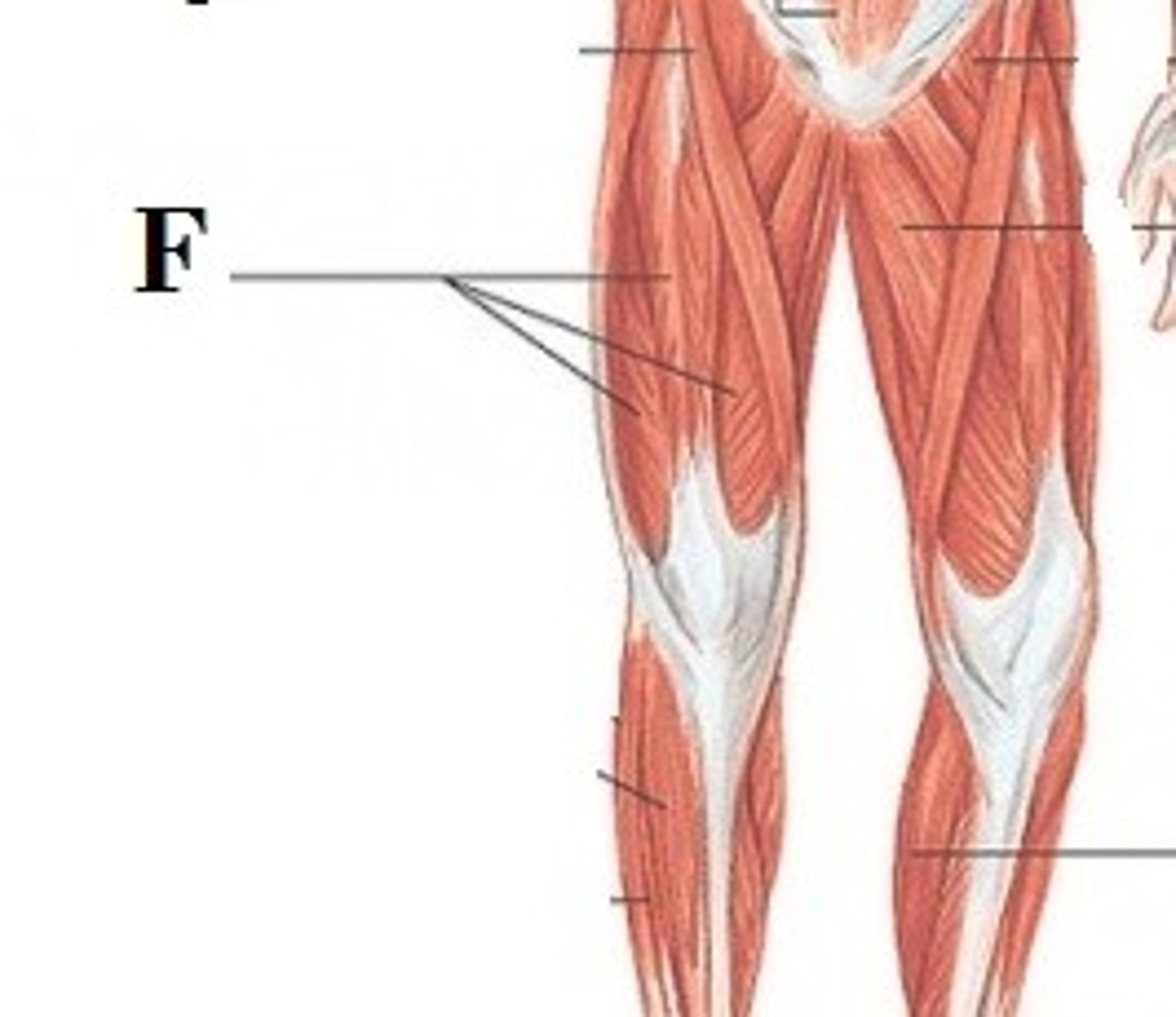 <p>DEFINITION</p><p>are powerful extensors of the knee joint. They are crucial in walking, running, jumping and squatting. Because rectus femoris attaches to the ilium, it is also a flexor of the hip.</p>