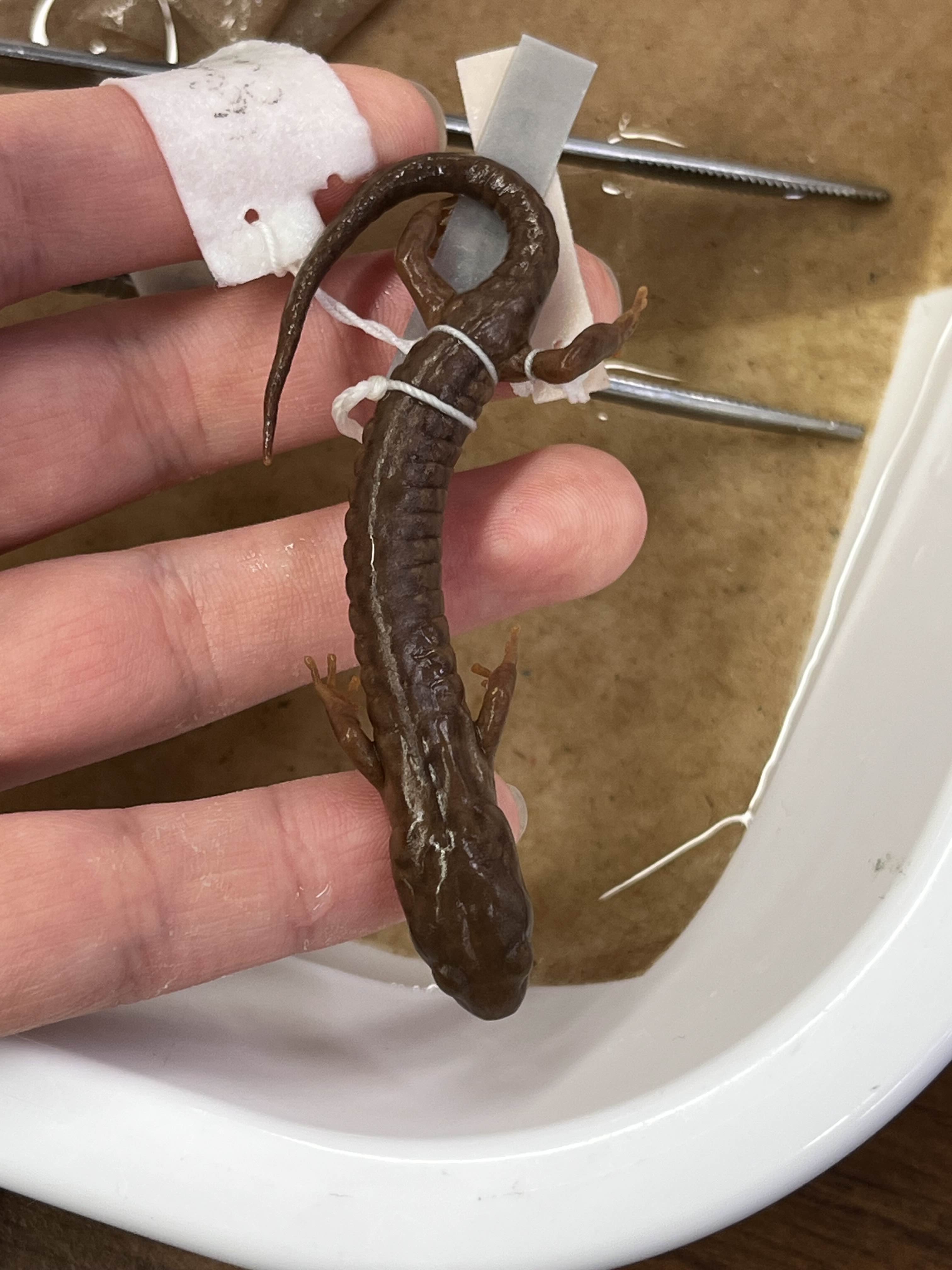 <p>Family and Genus + Species?</p><ul><li><p>4 front/ 5 hind toes</p></li><li><p>mottled/speckled</p></li><li><p><strong>square toes</strong></p></li><li><p>NW Coastal Cali</p></li></ul><p></p>